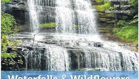 Wildflowers and waterfalls guide leads to both