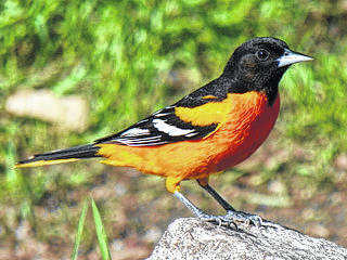 Web1 oriole 1