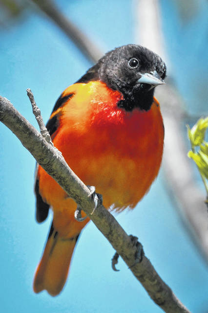 Web1 oriole 2