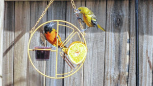 S.C. reports largest number of wintering orioles