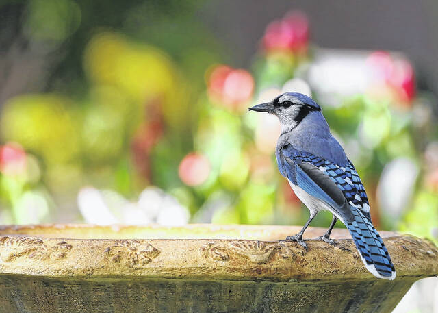 North America has lost more than one in four birds in the last 50 years, according to the Audubon Society.
                                 Courtesy photo