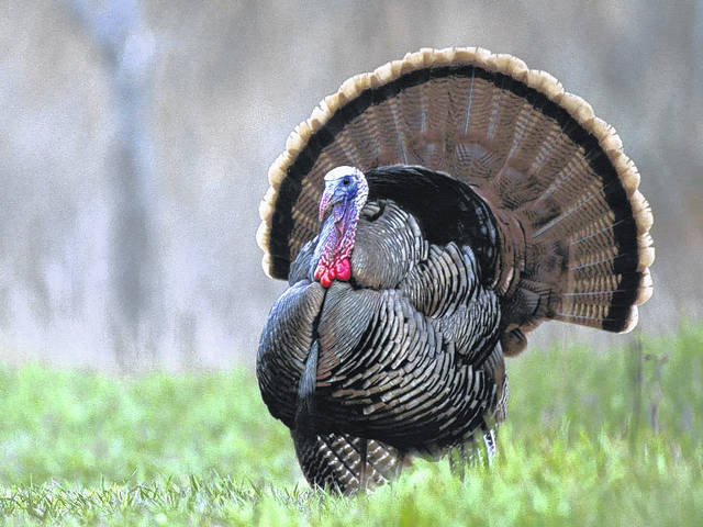 Can turkeys fly?
                                 Courtesy photos