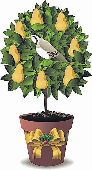 A partridge in a pear tree
Courtesy photo
