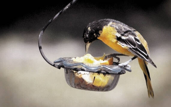 This year marks the eighth annual survey and SC continues to report large numbers of wintering Baltimore Orioles.
                                 Courtesy photo