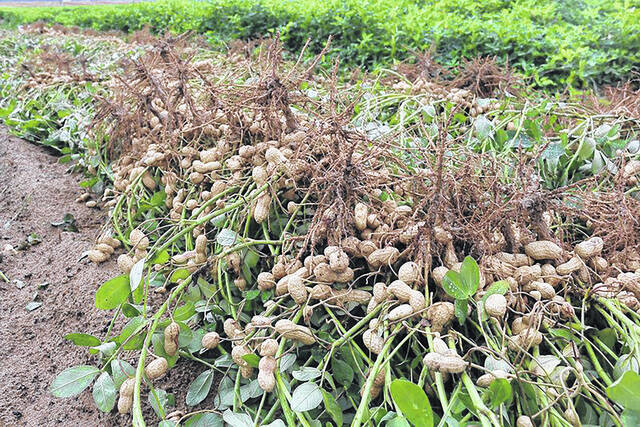 Cotton costs and price may help peanuts gain some ground in South Carolina in 2023.
                                 Courtesy photo