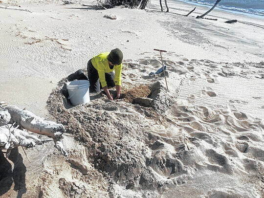 Cape Romain Wildlife Refuge volunteer Berta Leary carefully relocates eggs from a nest on North Cape Island that is likely to be inundated by seawater. Biologists will rebury the nest in a higher zone. (Photo: Jerry Tupacz/USFWS)
