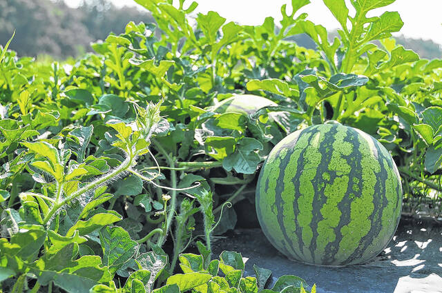 Watermelon is the largest acreage vegetable crop grown in South Carolina, with 117 million pounds produced in 2022.
Courtesy photo