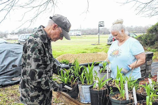 Plant hardiness zones are less important however when it comes to annuals. Because these plants are only meant to last the length of one growing season; waiting until after the average first frost date will save you from having to re-plant.