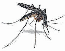Borne by mosquitoes West Nile virus has a high mortality rate in infected, unvaccinated horses.
File photo