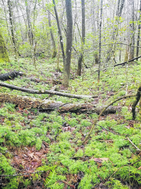 Fall Creek Headwaters.
                                 Courtesy photos
