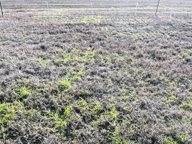 Cool-season forages in an overseeded bermudagrass stand show signs of cold injury. (Courtesy photo).