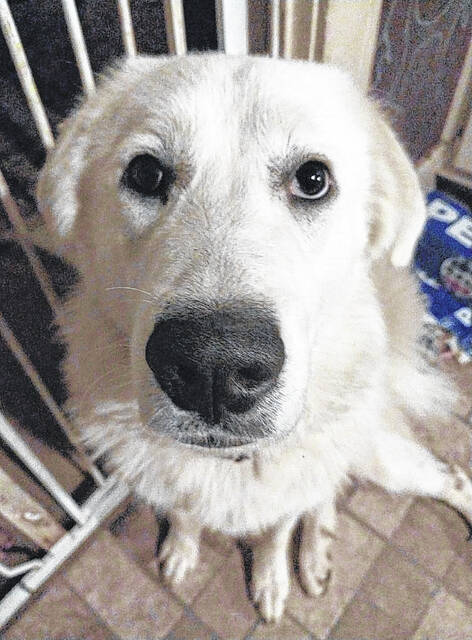 Sif
