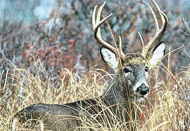 Deer Lottery applications now available