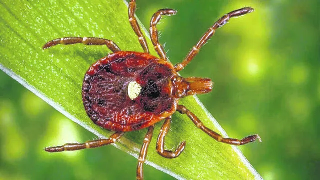 Tick bites are surging in the US